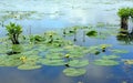 photograph of yellow lily flowers and lily pads. Royalty Free Stock Photo
