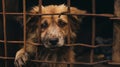 Photograph of poor abandoned dog in an old cage. Behind rusty bars.