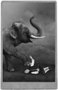 Vintage Circus Performer, Carnival, Elephant