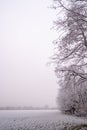 Winter's Veil: Frosted Trees by the Lakeside Royalty Free Stock Photo