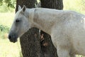 A white flee bit colored horse standing near a tree in a pasture.