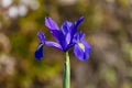 Photograph of a purple Dutch Iris flower in bloom in a domestic garden in the Blue Mountains in New South Wales in Australia