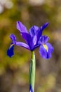 Photograph of a purple Dutch Iris flower in bloom in a domestic garden in the Blue Mountains in New South Wales in Australia Royalty Free Stock Photo