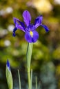 Photograph of a purple Dutch Iris flower in bloom in a domestic garden in the Blue Mountains in New South Wales in Australia