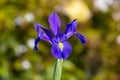 Photograph of a purple Dutch Iris flower in bloom in a domestic garden in the Blue Mountains in New South Wales in Australia