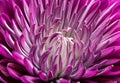 Photograph of a Purple Flower