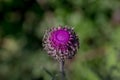 Photograph of a purple flower with very bright colors Royalty Free Stock Photo