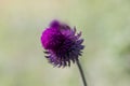 Photograph of a purple flower with very bright colors Royalty Free Stock Photo