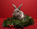 Rabbit sitting in a Christmas garland