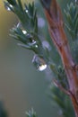 Photograph of rain drops on a coniferous branch.