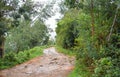 Raw Wet Difficult Road through Forest and Greenery