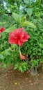 A photograph of the red hibiscus flower taken from the front angle at noon