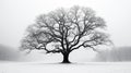 photograph red oak tree Royalty Free Stock Photo