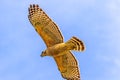Red Shouldered Hawk In Flight Celery Fields Royalty Free Stock Photo