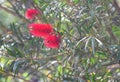 Flowers and Plant of Red Powder Puff - Calliandra Hematocephala Royalty Free Stock Photo