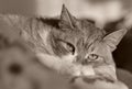 Photograph of a relaxed ginger cat in sephia Royalty Free Stock Photo