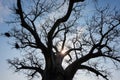 A photograph of the rising sun shining through the branches of an ancient Baobab tree