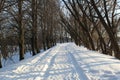 Road in winter forest