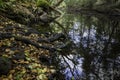 Photograph of roots, leaves and reflections in the water.