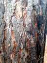 Rough pine bark after a forest fire Royalty Free Stock Photo
