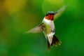 Ruby-throated Hummingbird in flight. Royalty Free Stock Photo