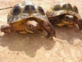 photograph of russian turtle couple.Testudo horsfieldii