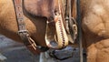 A saddled horse standing showing the stirrup and cinch