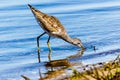 Sandpiper on Beach in Venice Florida 2