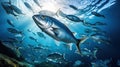 Photograph of a school of sardines seen from below swimming in semicircle