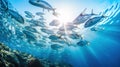 Photograph of a school of sardines seen from below swimming in semicircle