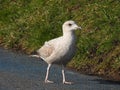 Seagull Roaming Around