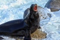 Seal at La Jolla Cove