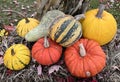 Photograph of a selection of pumpkins, gourds and squashes in a variety of shapes, sizes and colours. Royalty Free Stock Photo