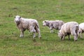 Photograph of sheep grazing in a lush green field near Lake Moke in New Zealand Royalty Free Stock Photo