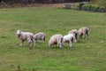 Photograph of sheep grazing in a lush green field near Lake Moke in New Zealand Royalty Free Stock Photo