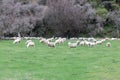 Photograph of sheep grazing in a lush green field near Lake Moke in New Zealand Royalty Free Stock Photo