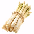 Bundle of White and Green Asparagus Tied with Twin isolated on white background Royalty Free Stock Photo