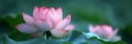 Ethereal wide shot of a pale pink lotus flower with a soft focus background, creating a dreamy and tranquil pond scene Royalty Free Stock Photo