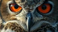 Close-Up of Owl With Orange Eyes Royalty Free Stock Photo