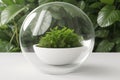 A photograph showcasing green plant stems preserved in a glass container, representing the idea of environmental preservation and
