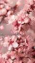 A photograph showcasing a pink cherry blossom scene embodying spring\'s freshness.