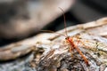 A photograph showing an Ichneumon Wasp Ophion luteus. This wasp was retrieved form our moth trap and set free. Still a little