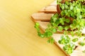 Small potted plant on wooden stand