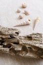 Drift wood & seashells still life Royalty Free Stock Photo