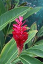 Red Ginger Flower Bloomed in Sri lanka Royalty Free Stock Photo