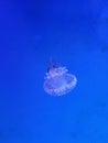 Dark Blue Translucent Jellyfish at the Ripley\'s Aquarium of Canada