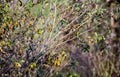 photograph of shrub with a small robin on one of its branches.