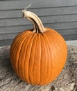 Photograph of a single pumpkin