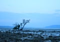 A Single Tree against Blue Sky at Twilight with Rocky Beach - Natural Landscape Royalty Free Stock Photo