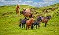 Photograph with slight painterly filter of Icelandic horses. Royalty Free Stock Photo